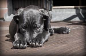 Black puppy