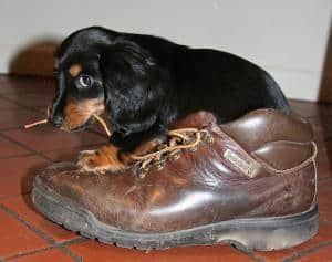 Puppy chewing shoe