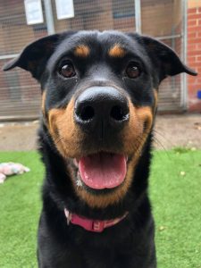 Kevin - Bristol Animal Rescue Centre