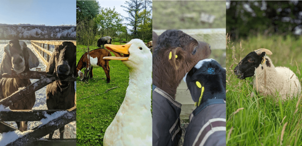 happy animals photo ananda animal sanctuary