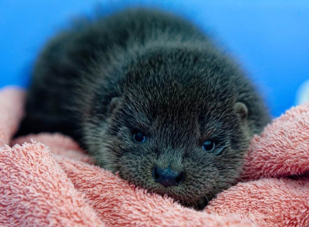 uk wild otter trust baby