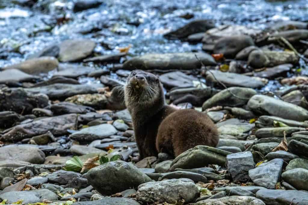 uk wild otter trust release